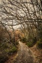 Cuadro vertical del Parque Natural Hayedo de Tejera Negra, Guadalajara nº06