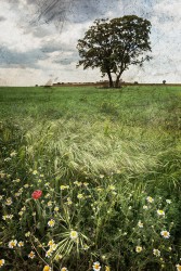 Fotografía vertical de un campo de amapolas en Osa de la Vega, Cuenca nº01