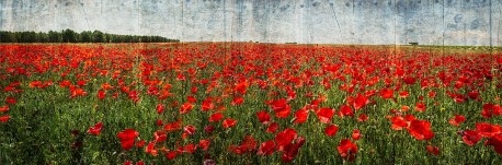 Fotografía panorámica de un campo de amapolas en Quero, Toledo nº01