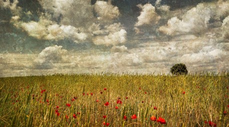 Fotografía panorámica de un campo de amapolas en Puebla de la Sierra, Segovía nº01