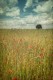 Fotografía vertical de un campo de amapolas en Puebla de la Sierra, Segovía nº01