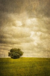 Fotografía vertical de un campo en Puebla de la Sierra, Segovía nº02