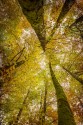 Cuadro vertical Selva de Irati, Navarra nº01