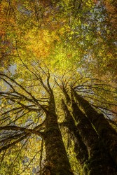 Cuadro vertical Selva de Irati, Navarra nº03