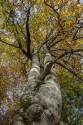 Cuadro vertical Selva de Irati, Navarra nº10