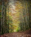 Cuadro vertical Selva de Irati, Navarra nº14