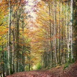 Cuadro vertical Selva de Irati, Navarra nº15