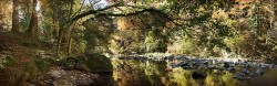 Cuadro panorámico Selva de Irati, Navarra nº01