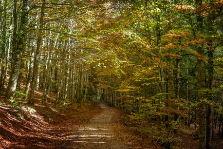 Cuadro horizontal Selva de Irati, Navarra nº04