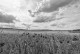 Fotografía horizontal de un campo de amapolas en Puebla de la Sierra, Segovía nº02