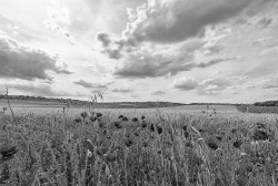 Fotografía horizontal de un campo de amapolas en Puebla de la Sierra, Segovía nº02