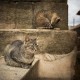 Cuadro de gatos en Puebla de Sanabria, Zamora nº01