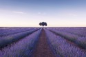 Cuadro campo de lavanda de Brihuega, en Guadalajara nº01