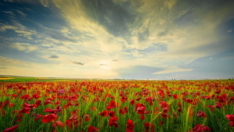 Cuadro panorámico de un campo de amapolas en Toledo nº01