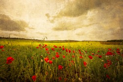 Fotografía horizontal de un campo de amapolas en Osa de la Vega, Cuenca nº01