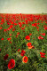 Fotografía vertical de un campo de amapolas en Quero, Toledo nº01