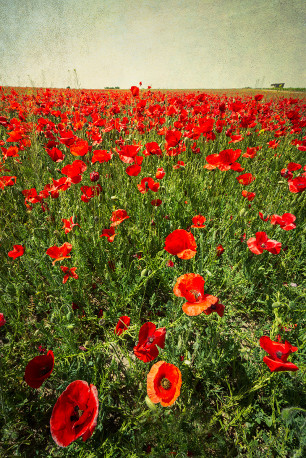 Fotografía vertical de un campo de amapolas en Quero, Toledo nº01