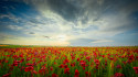 Cuadro panorámico de un campo de amapolas en Toledo nº02