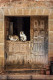 Fotografía vertical de unos gatos en Romanillos de Atienza, Guadalajara nº01