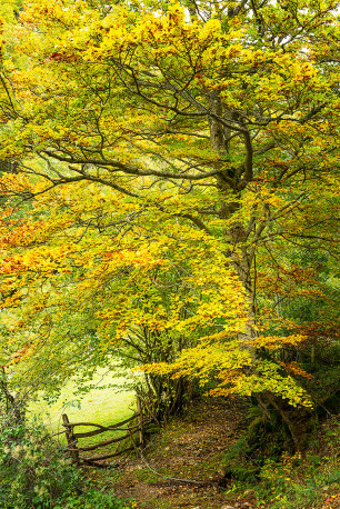 Fotografía vertical Somiedo, Asturias nº02