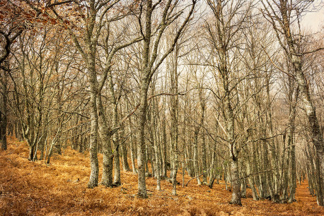 Fotografia horizontal de El Castañar de El Tiemblo, Ávila nº01