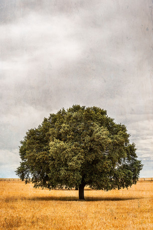 Fotografía vertical encina en Salamanca nº08