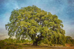 Fotografía vertical Encina Milenaria en Valderromán, Soria nº01