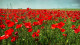 Cuadro panorámico de un campo de amapolas en Toledo nº03