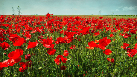 Cuadro panorámico de un campo de amapolas en Toledo nº03