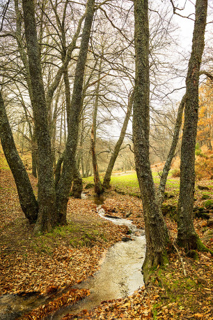 Fotografia vertical de El Castañar de El Tiemblo, Ávila nº05