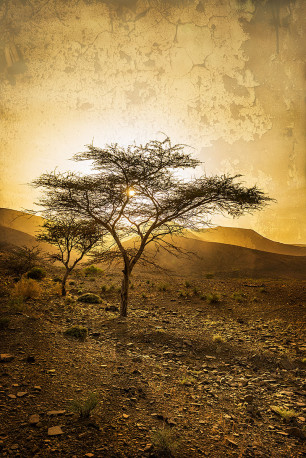 Fotografía vertical de acacias en Ait Saoun, Marruecos nº01