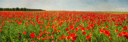 Fotografía panorámica de un campo de amapolas en Quero, Toledo nº01