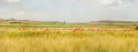 Cuadro panorámico de un campo de amapolas en Osa de la Vega, Cuenca nº01