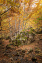 Cuadro vertical Somiedo, Asturias nº03