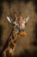 Fotografía vertical Zoológico (Jirafa Rothschild) de Madrid nº01