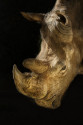 Cuadro vertical Zoológico (Rinoceronte blanco) de Madrid nº02
